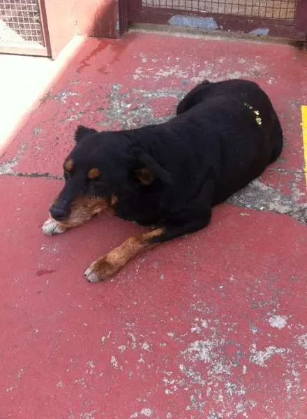 Cachorro ra a Rottweiler idade 6 ou mais anos nome ROTT
