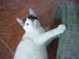 JORGE
