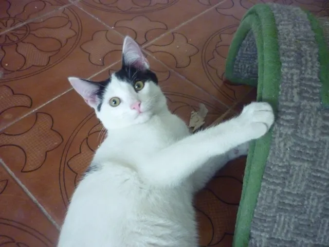 Gato ra a SRD idade 2 a 6 meses nome JORGE