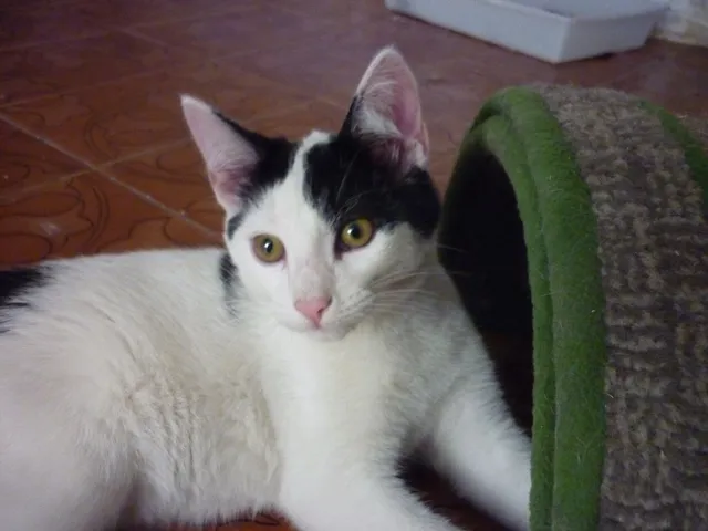 Gato ra a SRD idade 2 a 6 meses nome JORGE