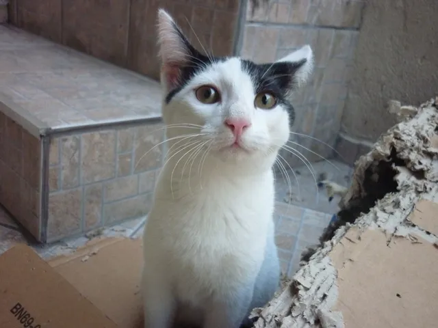 Gato ra a SRD idade 2 a 6 meses nome JORGE