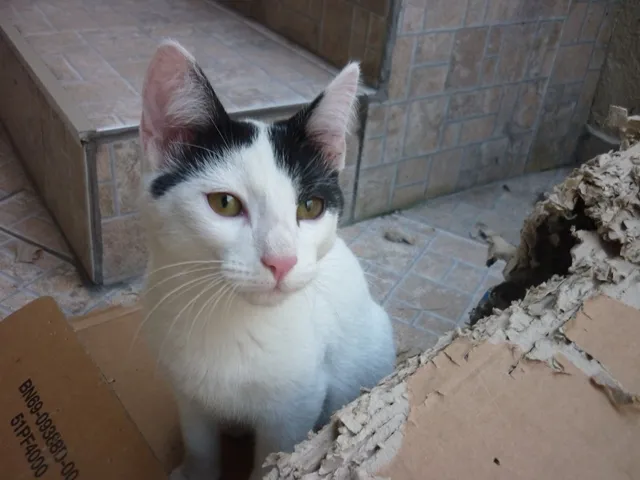 Gato ra a SRD idade 2 a 6 meses nome JORGE