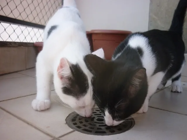 Gato ra a SRD idade 2 a 6 meses nome JORGE