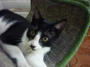 Gato raça SRD idade 2 a 6 meses nome JOAQUIM