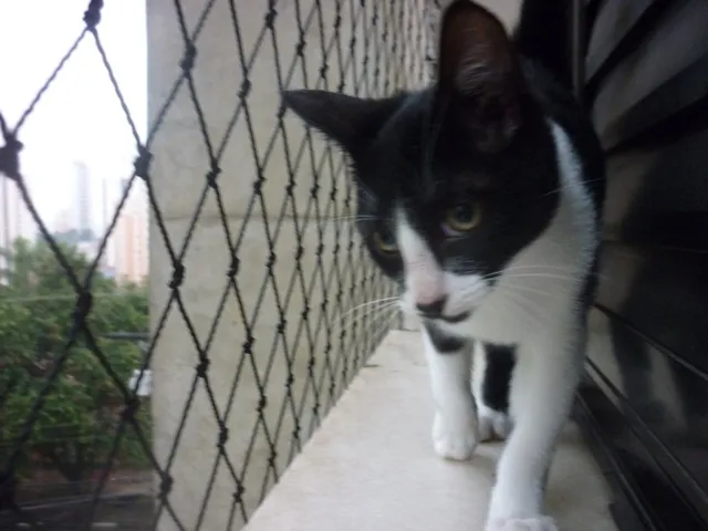 Gato ra a SRD idade 2 a 6 meses nome JOAQUIM