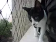 JOAQUIM