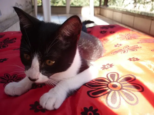 Gato ra a SRD idade 2 a 6 meses nome JOAQUIM