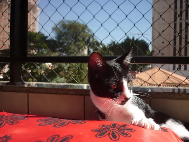 Gato ra a SRD idade 2 a 6 meses nome JOAQUIM