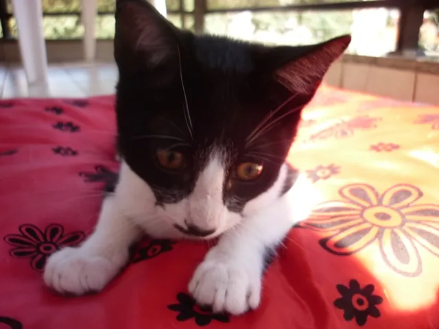 Gato ra a SRD idade 2 a 6 meses nome JOAQUIM