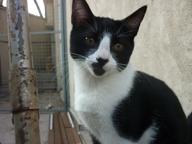 Gato ra a SRD idade 2 a 6 meses nome JOAQUIM