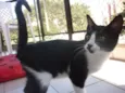 JOAQUIM