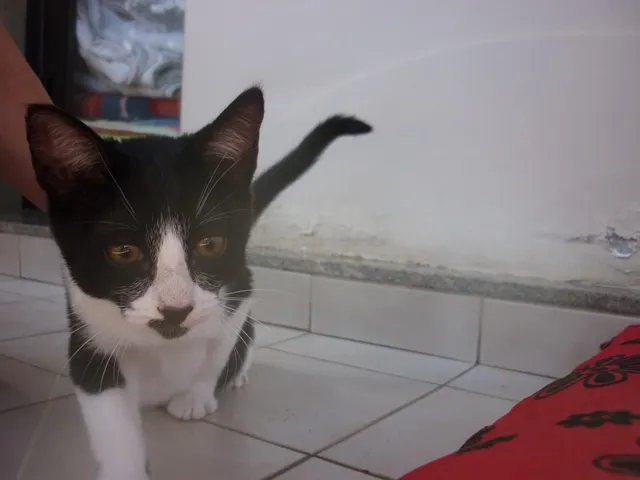Gato ra a SRD idade 2 a 6 meses nome JOAQUIM
