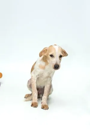 Cachorro raça SRD idade 7 a 11 meses nome BORIS