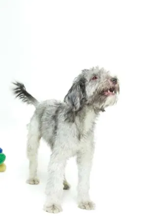 Cachorro raça SRD idade 1 ano nome LADY
