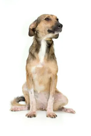 Cachorro raça SRD idade 1 ano nome PIPA