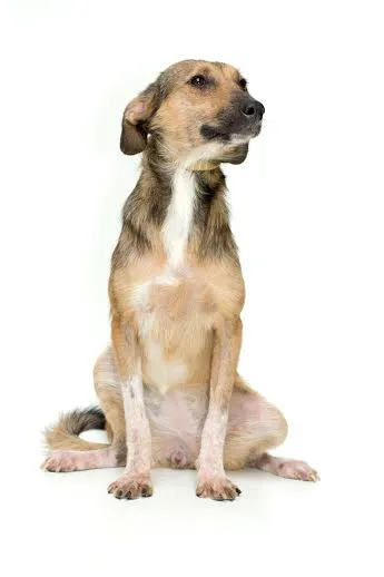 Cachorro ra a SRD idade 1 ano nome PIPA