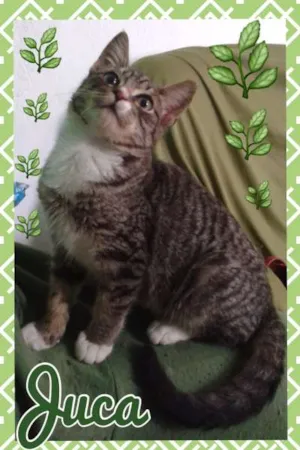 Gato raça SRD idade 2 a 6 meses nome JUCA
