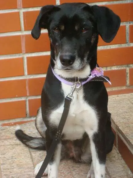 Cachorro ra a SRD idade 2 anos nome SABINA