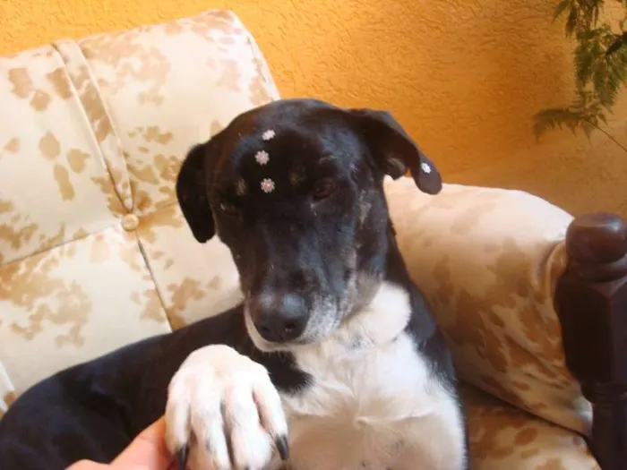 Cachorro ra a SRD idade 2 anos nome SABINA