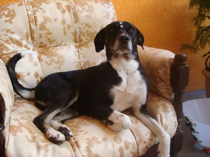 Cachorro ra a SRD idade 2 anos nome SABINA