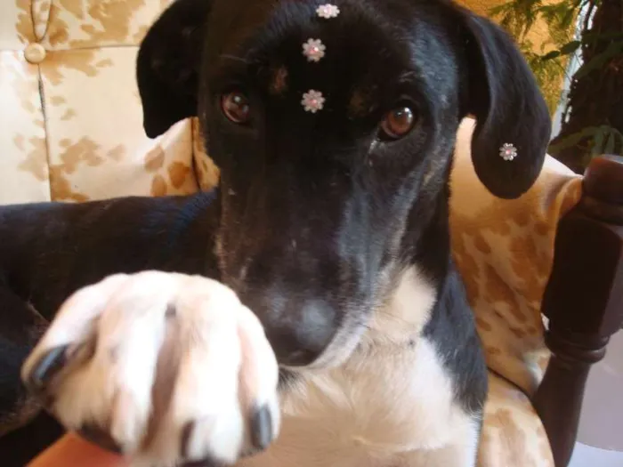 Cachorro ra a SRD idade 2 anos nome SABINA