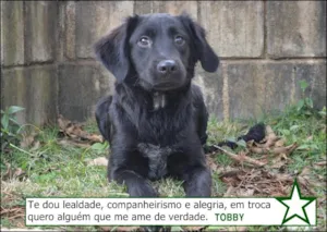Cachorro raça SRD idade 2 a 6 meses nome TOBBY, 6 MESES, BEB