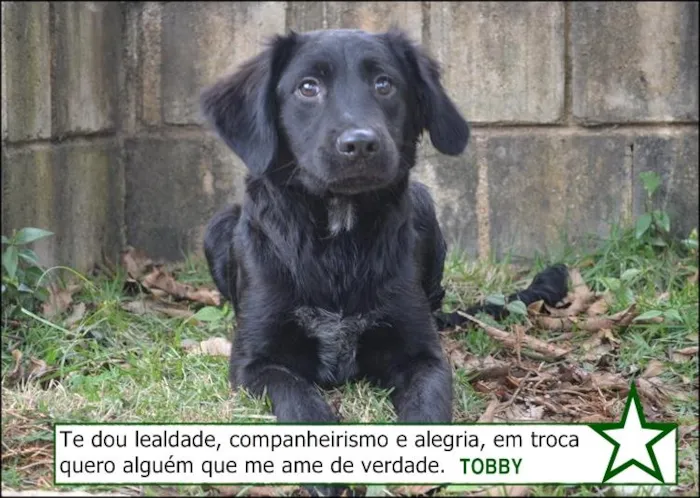 Cachorro ra a SRD idade 2 a 6 meses nome TOBBY, 6 MESES, BEB