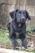 TOBBY, 6 MESES, BEB