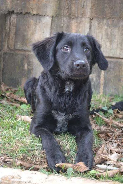 Cachorro ra a SRD idade 2 a 6 meses nome TOBBY, 6 MESES, BEB