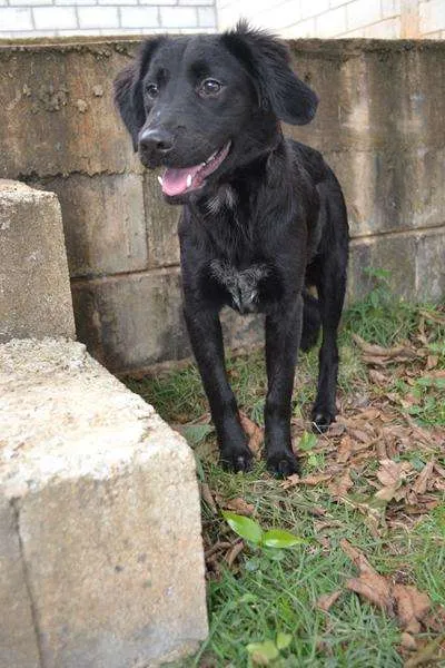 Cachorro ra a SRD idade 2 a 6 meses nome TOBBY, 6 MESES, BEB