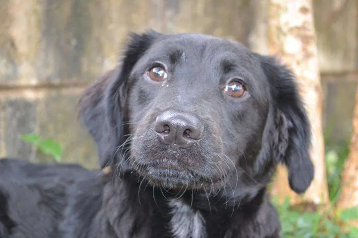 Cachorro ra a SRD idade 2 a 6 meses nome TOBBY, 6 MESES, BEB