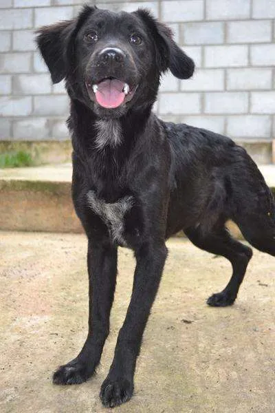 Cachorro ra a SRD idade 2 a 6 meses nome TOBBY, 6 MESES, BEB