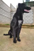TOBBY, 6 MESES, BEB