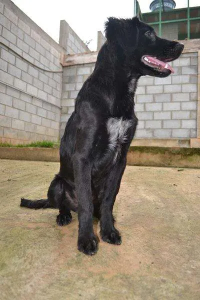 Cachorro ra a SRD idade 2 a 6 meses nome TOBBY, 6 MESES, BEB