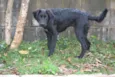 TOBBY, 6 MESES, BEB
