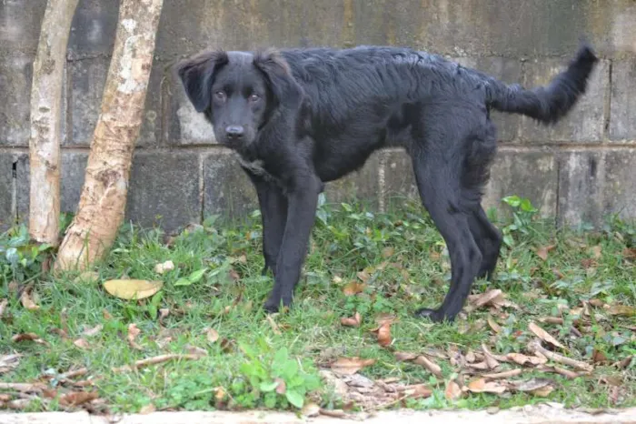 Cachorro ra a SRD idade 2 a 6 meses nome TOBBY, 6 MESES, BEB