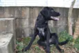 TOBBY, 6 MESES, BEB