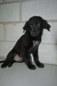 TOBBY, 6 MESES, BEB