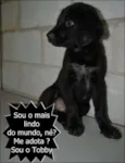 TOBBY, 6 MESES, BEB