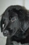 TOBBY, 6 MESES, BEB