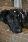 TOBBY, 6 MESES, BEB