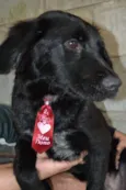 TOBBY, 6 MESES, BEB