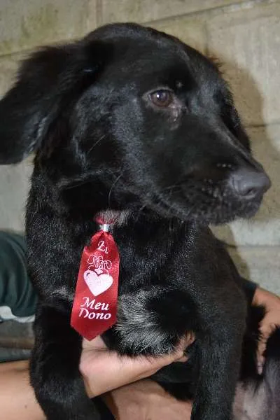 Cachorro ra a SRD idade 2 a 6 meses nome TOBBY, 6 MESES, BEB