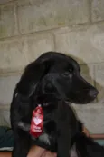 TOBBY, 6 MESES, BEB