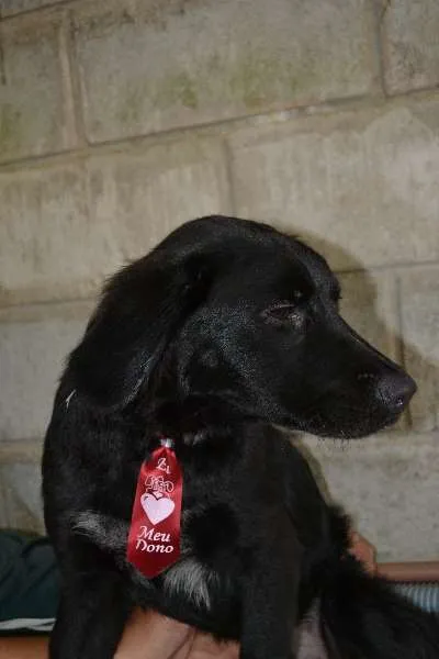 Cachorro ra a SRD idade 2 a 6 meses nome TOBBY, 6 MESES, BEB
