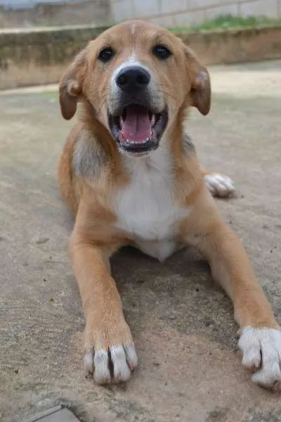 Cachorro ra a SRD idade 2 a 6 meses nome MARC, 7 MESES,  um 