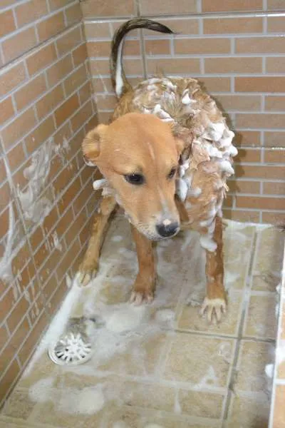 Cachorro ra a SRD idade 2 a 6 meses nome MARC, 7 MESES,  um 