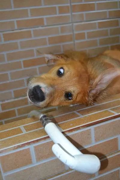 Cachorro ra a SRD idade 2 a 6 meses nome MARC, 7 MESES,  um 