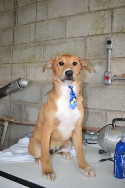 Cachorro ra a SRD idade 2 a 6 meses nome MARC, 7 MESES,  um 