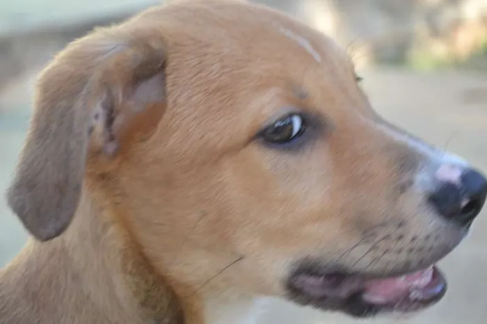 Cachorro ra a SRD idade 2 a 6 meses nome MARC, 7 MESES,  um 